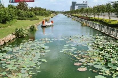 新时代新作为新气象后浜的蜕变：从臭水沟到*美小河，欧保生态浮岛