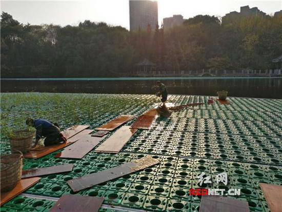 &ldquo;生态浮岛&rdquo;亮相衡阳平湖公园-欧保生态浮岛