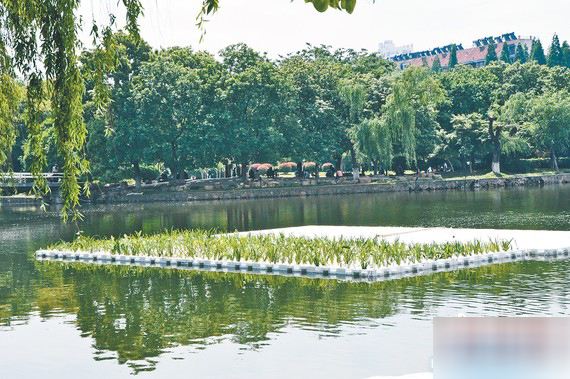 东盐河首现欧保生态浮岛 清流绕城诗意栖居渐行渐近 东盐河首现欧保生态浮岛 清流绕城诗意栖居渐行渐近