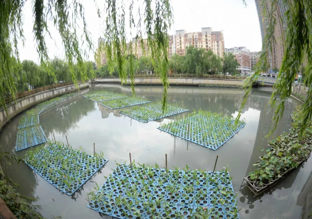 绿色衡阳 建欧保生态浮岛 治理黑臭水体