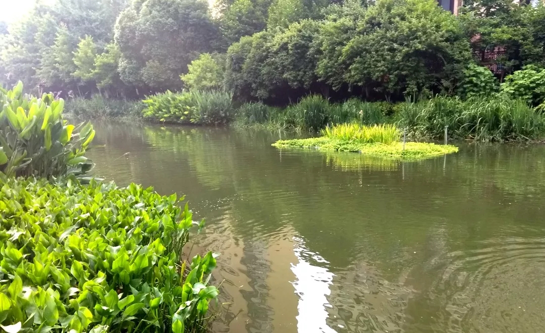 武进铁腕整治黑臭河道，水清岸绿景美又重现
