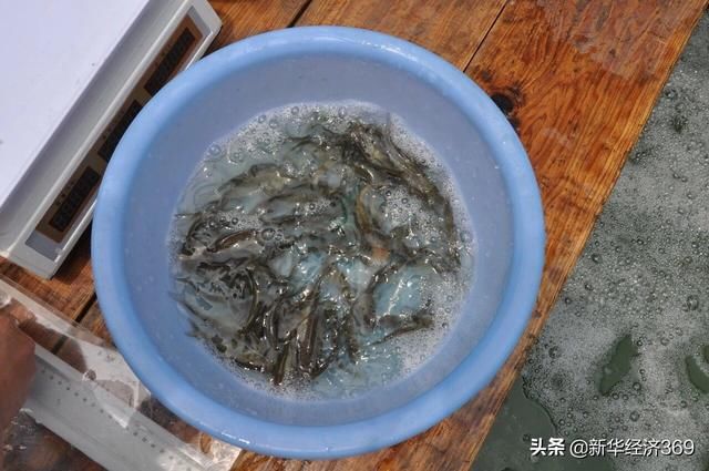 太湖里的这群鱼可吞吃蓝藻5千吨，并成功培育出&ldquo;夏花&rdquo;