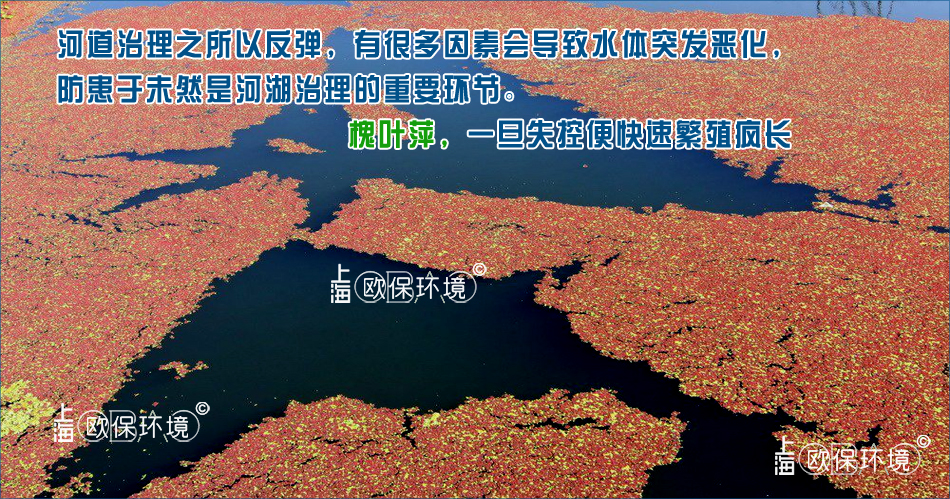 槐叶萍覆盖水面,导致下方水体溶氧不足,影响水质,甚至出现鱼类死亡,水体发黑发臭 槐叶萍覆盖水面,导致下方水体溶氧不足,影响水质,甚至出现鱼类死亡,水体发黑发臭
