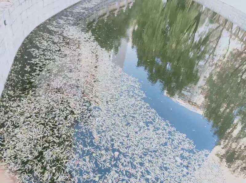 水面倍落叶覆盖 水面倍落叶覆盖
