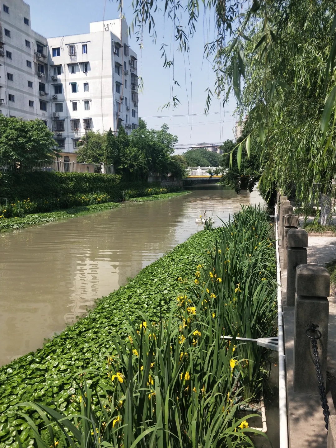 虹口区江湾市河(生态浮岛) 虹口区江湾市河(生态浮岛)